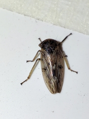 Rhytidodus
