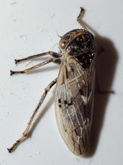 Rhytidodus