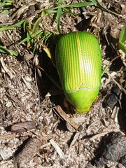 Xylonichus eucalypti