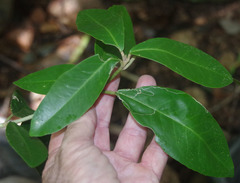 Croton acronychioides