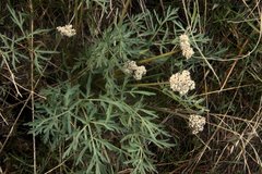 Lomatium
