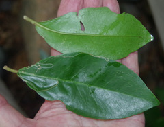 Croton acronychioides