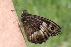 Hipparchia alcyone