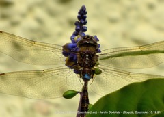 Rhionaeschna marchali