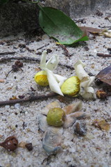 Bertholletia excelsa