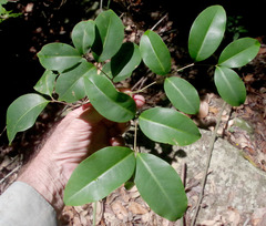 Mischocarpus anodontus