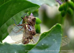 Rhionaeschna marchali