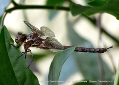 Rhionaeschna marchali