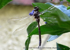 Rhionaeschna marchali