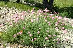Centranthus angustifolius