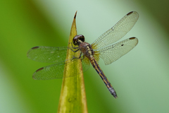 Erythrodiplax andagoya