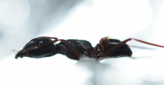 Camponotus oasium