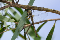 Austrocordulia refracta