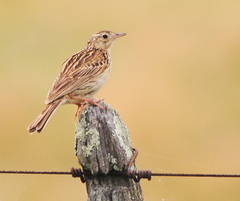 Anthus correndera