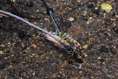 Anax aurantiacus