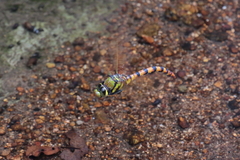 Anax aurantiacus