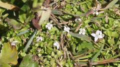 Oldenlandia salzmannii