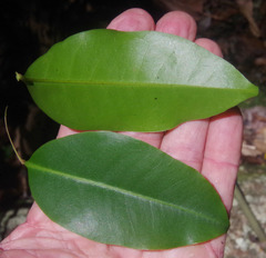 Mischocarpus anodontus