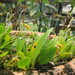 Pabstiella uniflora - Photo (c) Ingrid Schumann Sessegolo, μερικά δικαιώματα διατηρούνται (CC BY-NC-SA), uploaded by Ingrid Schumann Sessegolo