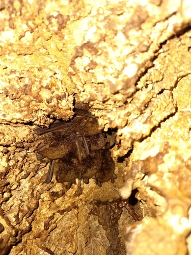 Cuban Evening Bat (Nycticeius cubanus) — Near Threatened Mammalia