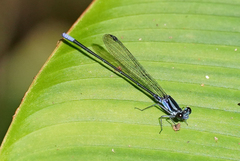 Argia frequentula