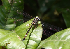 Austroaeschna christine
