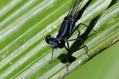 Argia frequentula