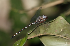 Austroaeschna christine