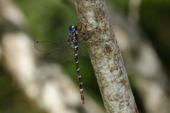 Austroaeschna christine