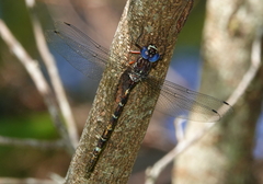 Austroaeschna christine