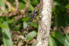 Austroaeschna christine