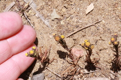 Amblyopappus pusillus