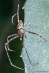 Allende nigrohumeralis