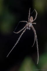 Allende nigrohumeralis