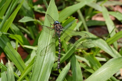 Austroaeschna christine