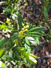 Gaultheria appressa