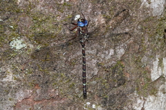 Austroaeschna christine