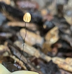 Cryptomarasmius