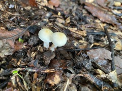 Cryptomarasmius