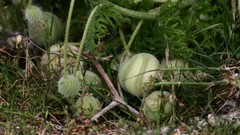 Blumenbachia insignis