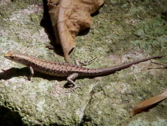 Lampropholis mirabilis