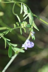 Vicia ludoviciana