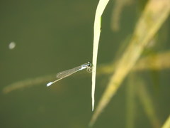 Acanthagrion quadratum