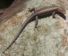 Lampropholis mirabilis