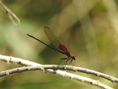 Hetaerina vulnerata