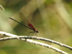 Hetaerina vulnerata