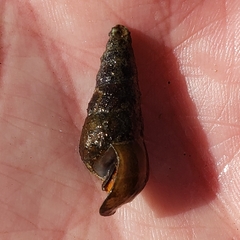 Pleurocera attenuata