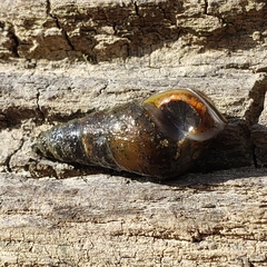 Pleurocera attenuata