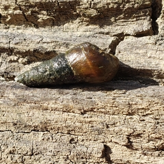 Pleurocera attenuata