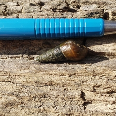 Pleurocera attenuata